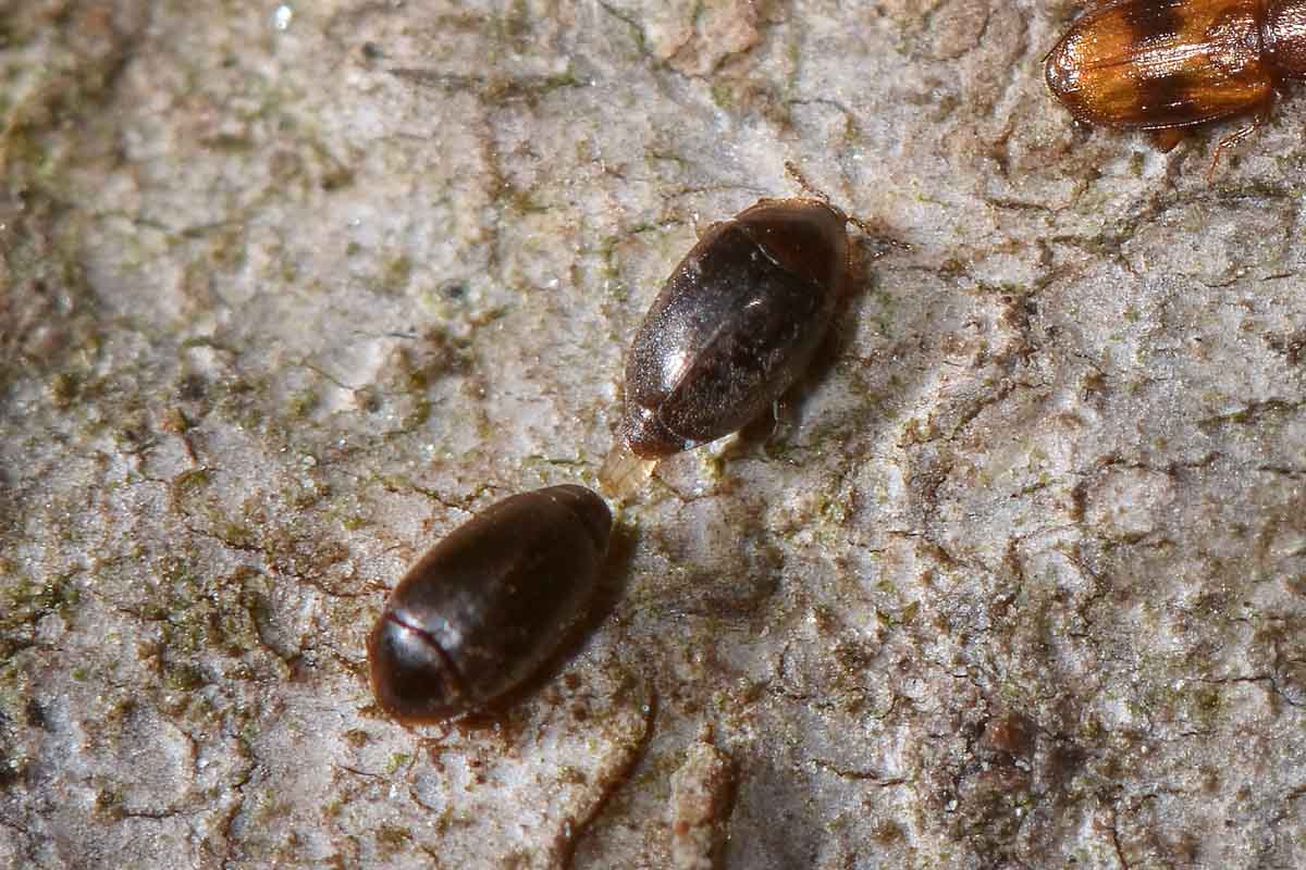 Corylophidae, in accoppiamento:  Clypastraea sp. (?)